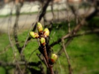 /album/strzy%c5%bcewko-w-obiektywie-/dscf3127-jpg/