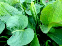 /album/strzy%c5%bcewko-w-obiektywie-/dscf3131-jpg/