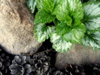 /album/strzy%c5%bcewko-w-obiektywie-/dscf3134-jpg/