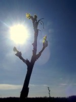 /album/strzy%c5%bcewko-w-obiektywie-/dscf3147-jpg/